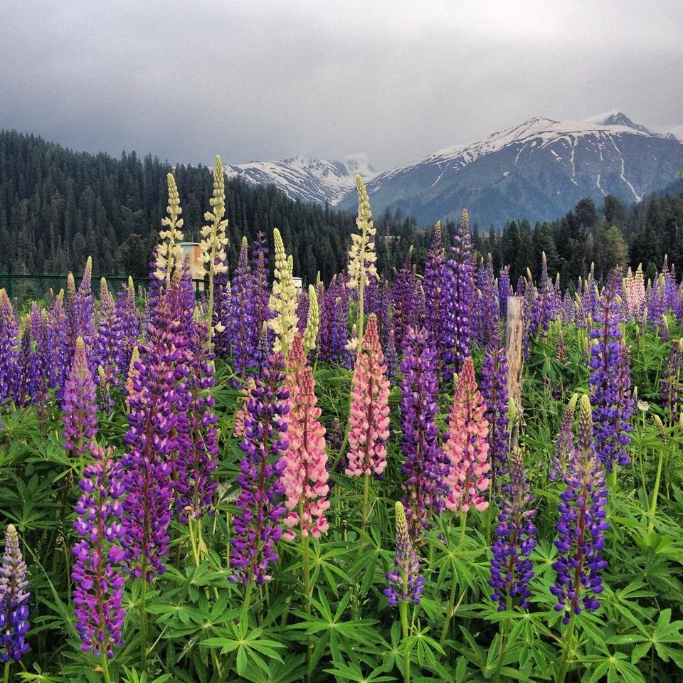 Gulmarg